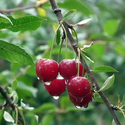 Alberi da frutta standard