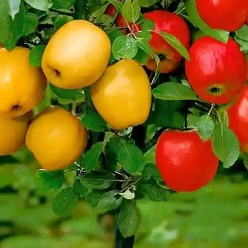 Vivaio di alberi da frutta a Puławy