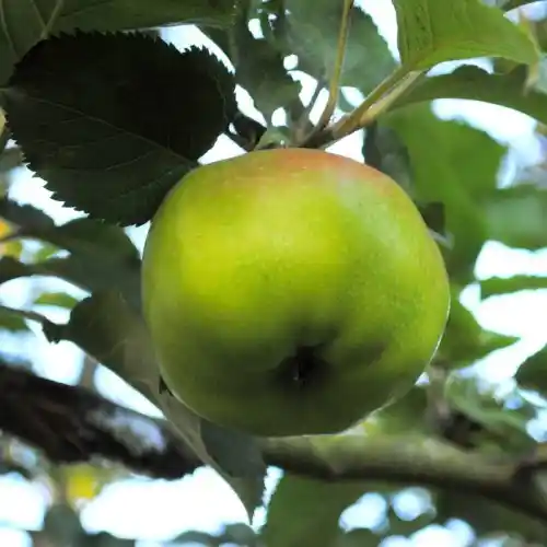 Vecchie varietà di alberi da frutta